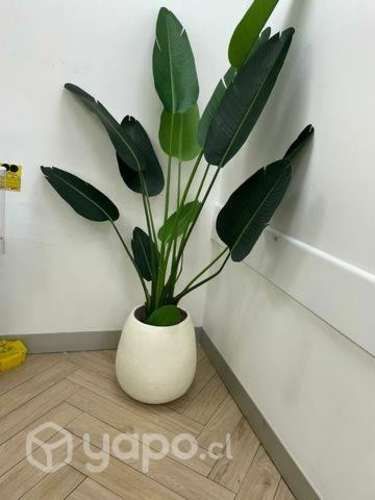 Planta de decoración