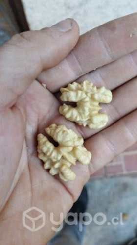 Chandler de exportación de la temporada