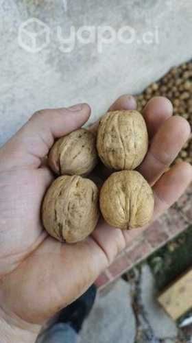 Chandler de exportación de la temporada