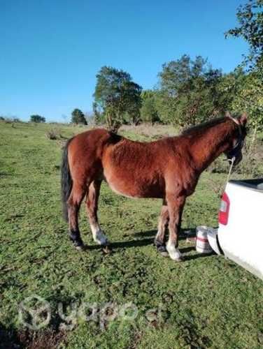 Caballo maestro inscrito
