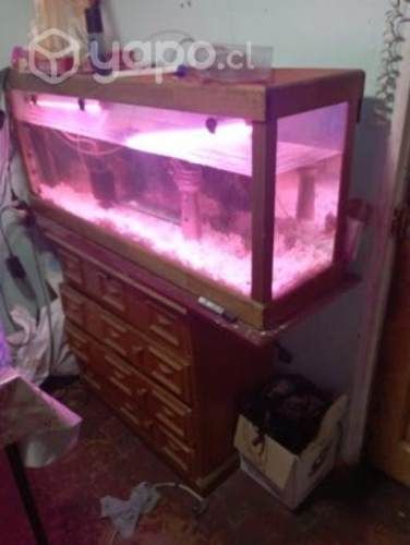 Acuario completo