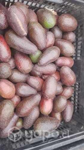 PALTA HASS CHILENA OFERTA las ultimas