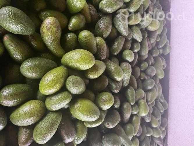 palta hass chilena por mayor