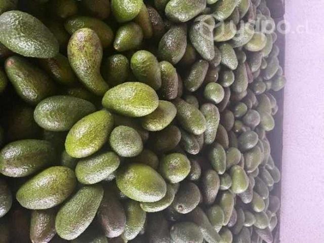 palta hass chilena por mayor