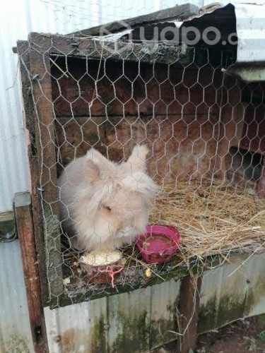 Conejas reproductoras