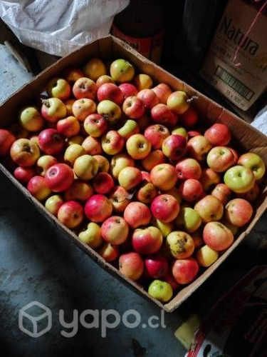 Papas regionales, habas