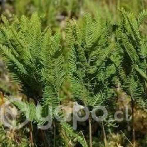 Follajes para Florerias