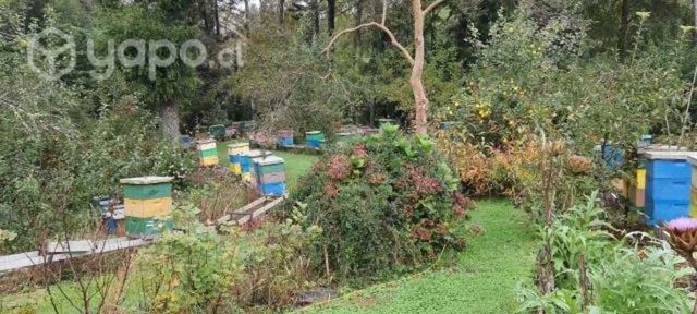 Miel de Ulmo, Poli floral, Tiaca.