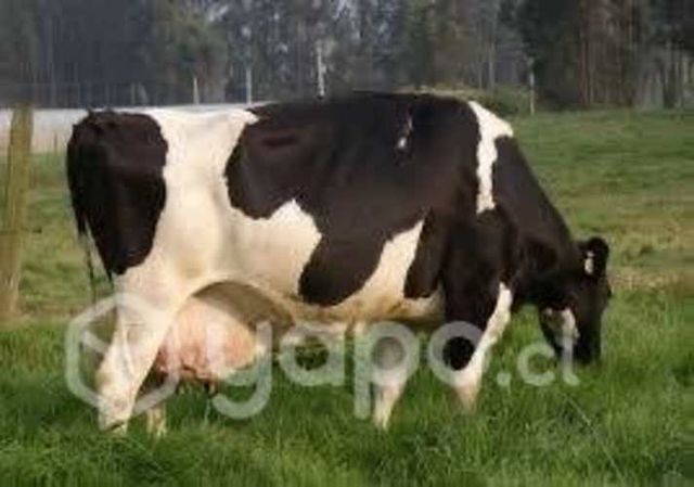 Vacas lecheras