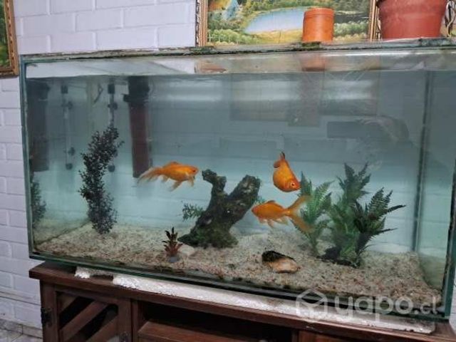 acuario con 3 peces carasius