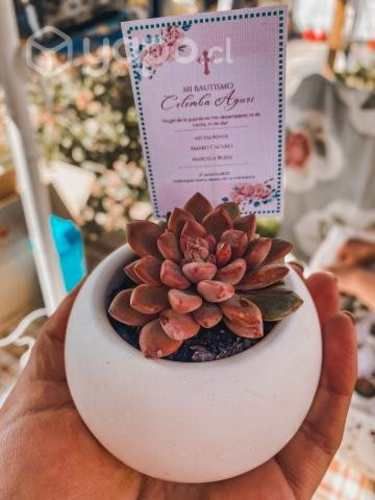 Souvenir/ recuerdos de cactus y suculentas