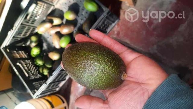 Palta hass