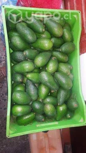 Palta hass
