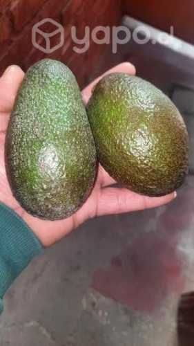 Palta hass