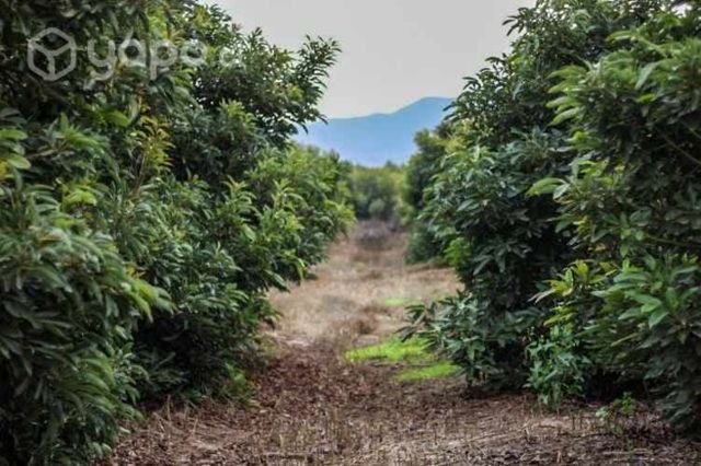 Parcela con paltos hass