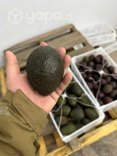 Palta hass por detalle y mayor