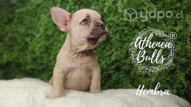 Bulldog Francés