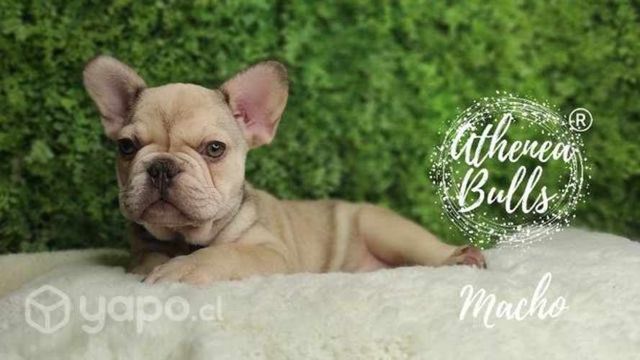 Bulldog Francés