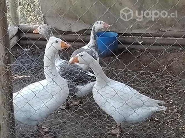 Pollos de campo.,aves