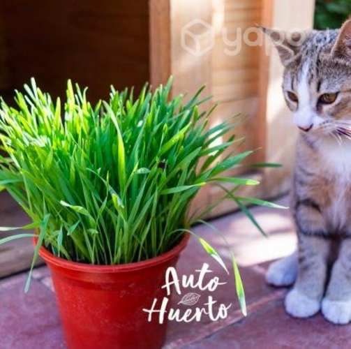 Pasto trigo para mascotas