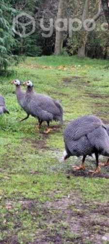 Gallinetas de Guinea