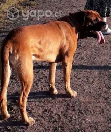 Bullmastiff busca polola
