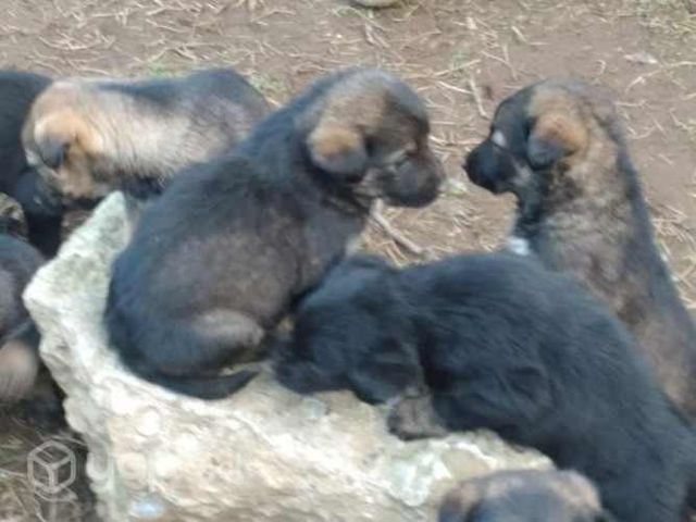 Se regalan cachorros