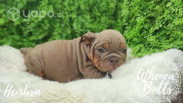 Bulldog Inglés