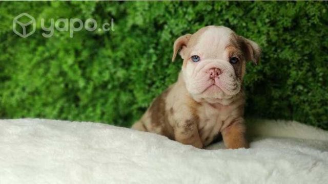 Bulldog Inglés