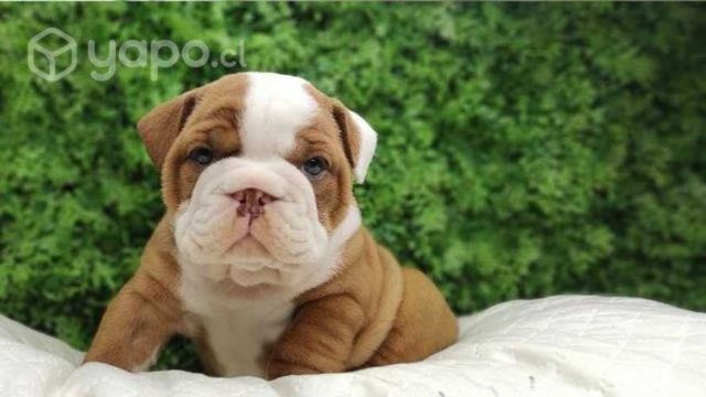 Bulldog Inglés