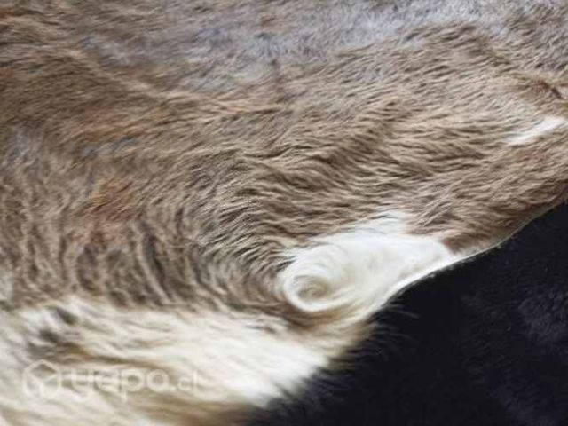 Alfombra nueva grande