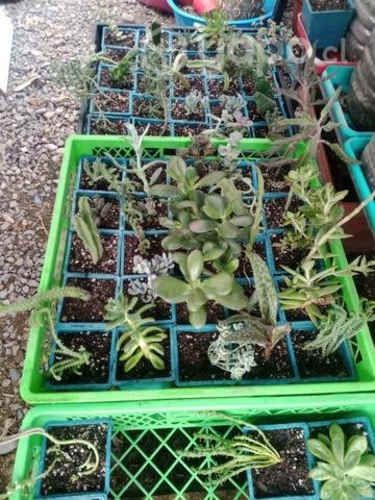 Plantas suculentas y cactus