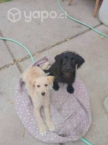 Se regalan dos perritos una hembra y un macho