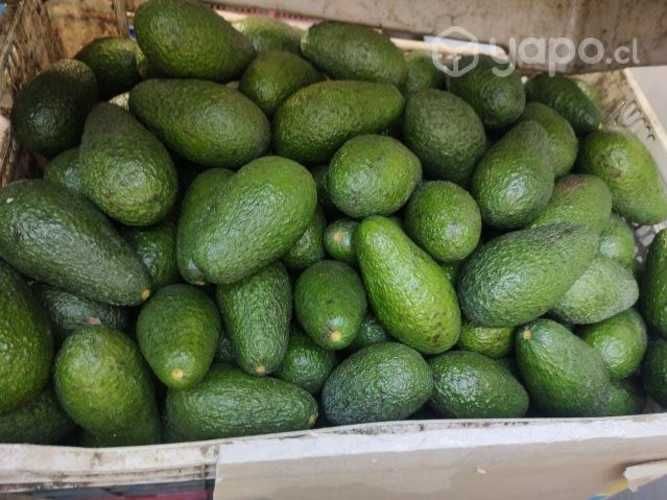 Palta Hass nueva del año