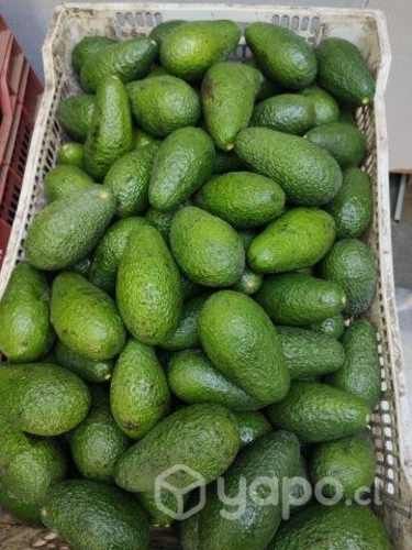 Palta Hass nueva del año