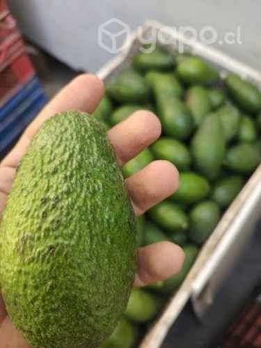 Palta Hass nueva del año