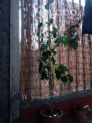 Bugambilia planta grande arbusto