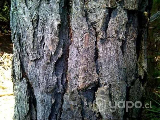 Bosque de 3.1 hectáreas de pinos