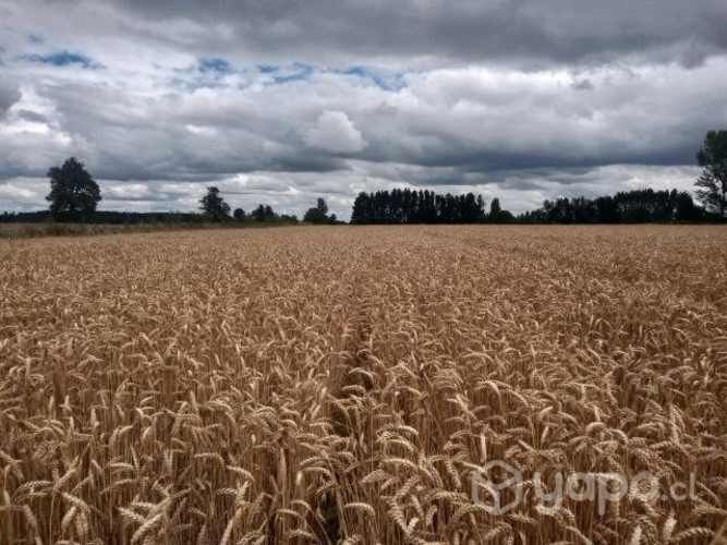 Avena, trigo negro y trigo blanco