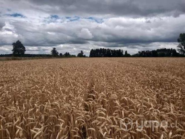 Avena, trigo negro y trigo blanco