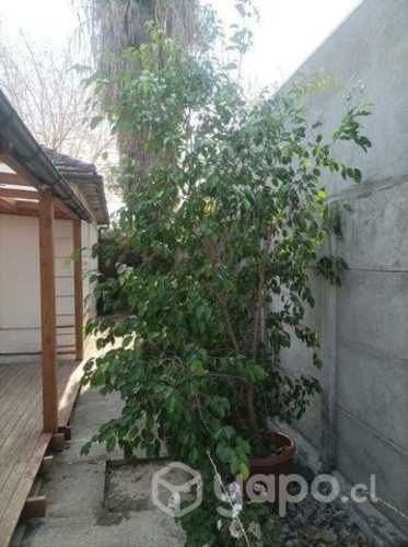 Ficus de 3 metros frondoso