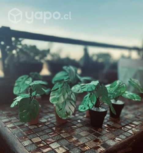 Plantas miniatura