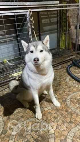 Peluquería Canina Los Regalones