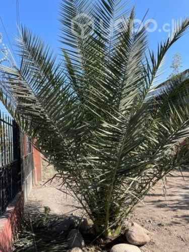 Palmera 2 mts aprox