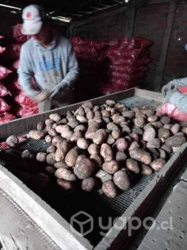 Papas nuevas por sacos