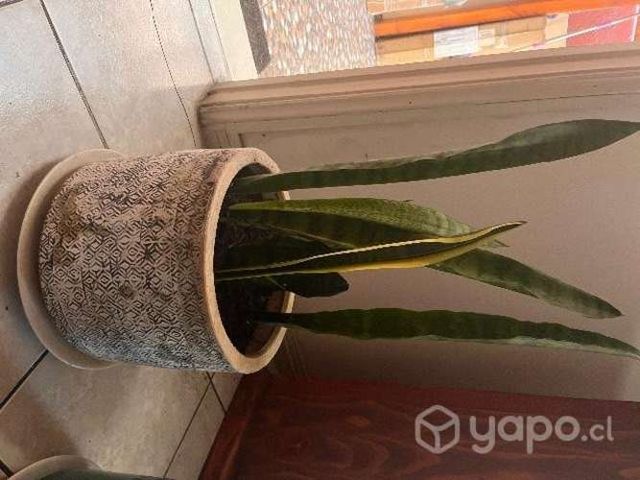 Sansevieria Grande
