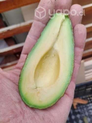Palta Hass