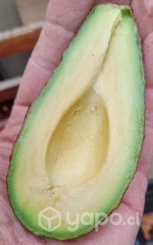 Palta Hass