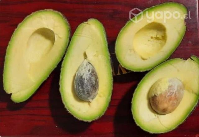 Palta Hass