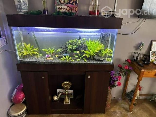 Pecera en buen estado